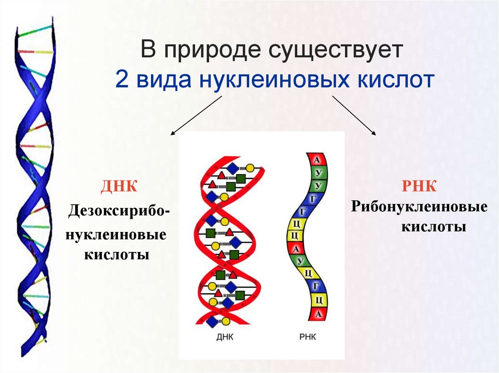 Функции днк картинки