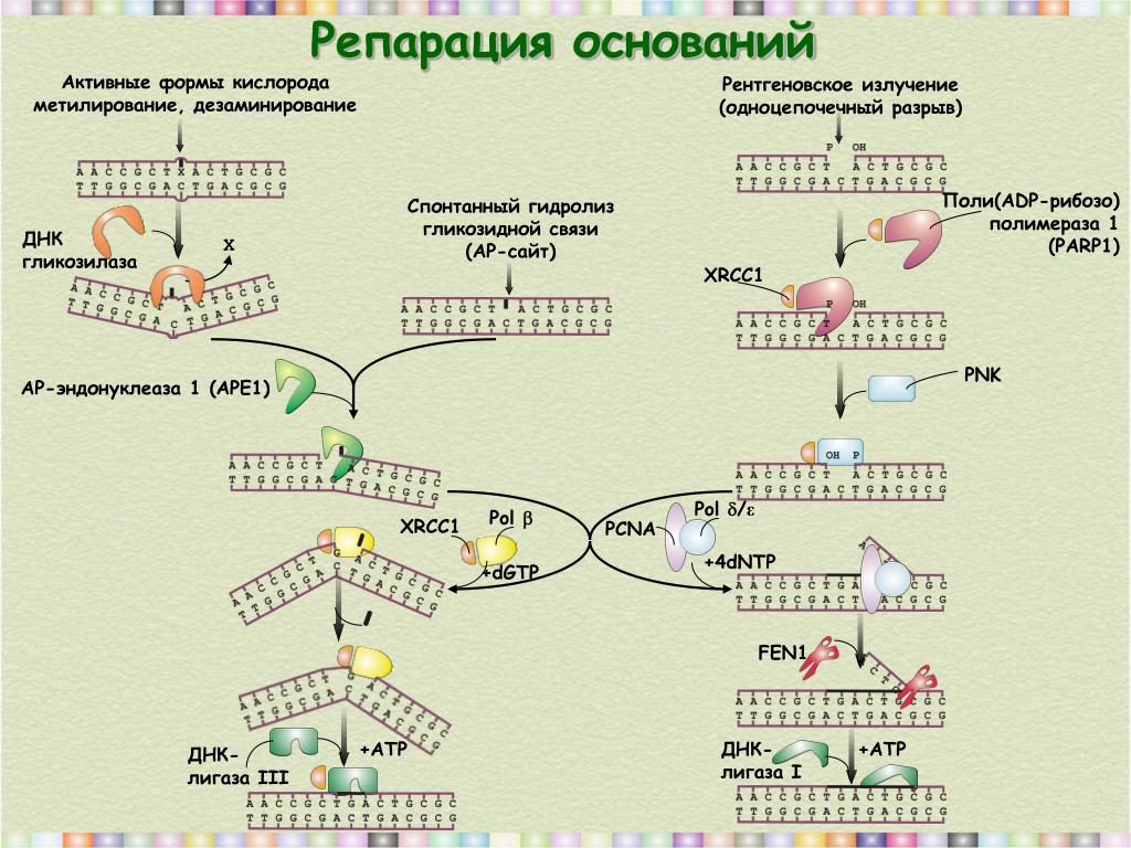 Что такое репарация. Эксцизионная репарация ДНК. Последовательность процессов эксцизионной репарации ДНК. Эксцизионная репарация ber ферменты. Функция эндонуклеазы в эксцизионной репарации ДНК.