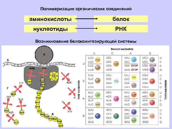 Сколько аминокислот в днк. Нуклеотиды РНК аминокислоты. Аминокислоты состоят из нуклеотидов. Нуклеотиды аминокислоты белки. Аминокислот нуклиотид.