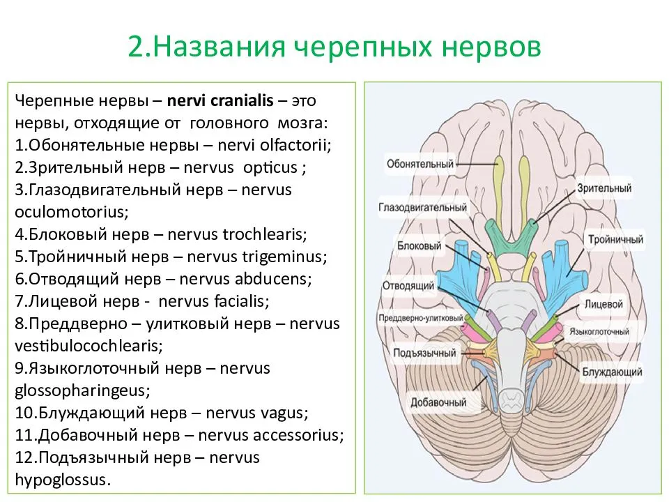 Под черепные нервы. 12 Пар черепных мозговых нервов. 12 Пары черепных нервов анатомия. Ядра 12 пар черепных нервов анатомия. Иннервация 12 черепных нервов.