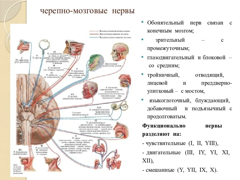 12 пар черепно мозговых нервов схема