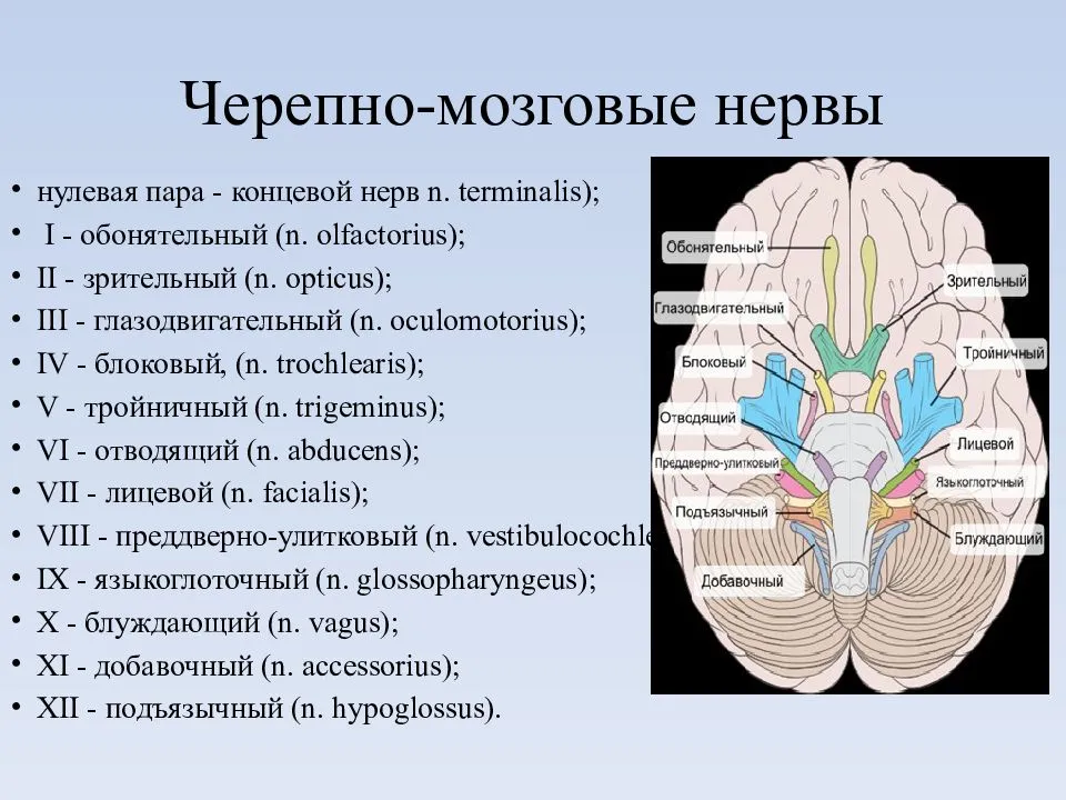Расположение черепных нервов. 12 Пар черепно-мозговых нервов строение. Ядра 12 пар черепно мозговых нервов. Ядра 12 пар черепных нервов анатомия. 12 Пар черепных нервов анатомия головного мозга.