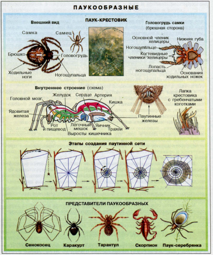Тип членистоногие класс паукообразные презентация