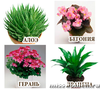 алоэ бегония. алоэ бегония. алоэ бегония. алоэ бегония. бегония barsalouxiae.