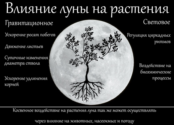Влияние луны на организм