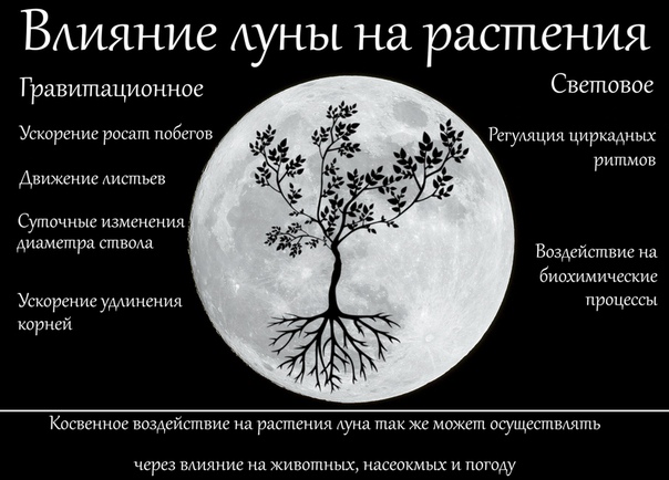 Фаза луны растения. Влияние Луны на организм растений. Влияние Луны на человека. Влияние Луны на живые организмы. Влияние Луны на животных.