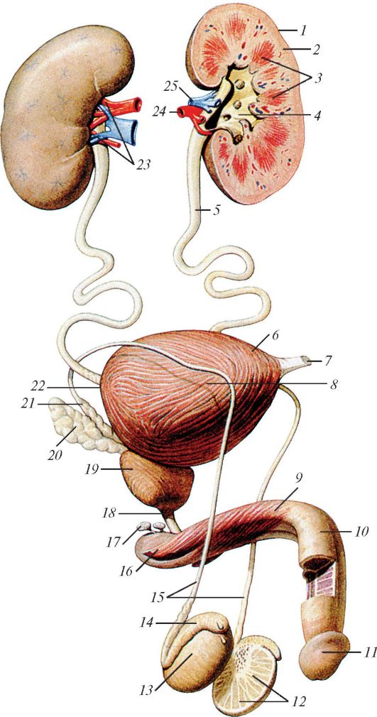 Половая система мужчины анатомия. Анатомия мужской мочеполовой системы. Мужская половая/система анатомия строение. Мочевая половая система мужчины.
