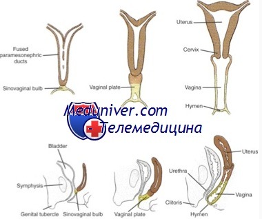 Развитие Влагалища Фото
