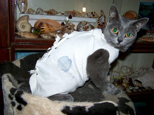 Воротник после кастрации кота сколько нужно носить. Кошка после стерилизации. Попона для кошки. Сиамская кошка в попоне.