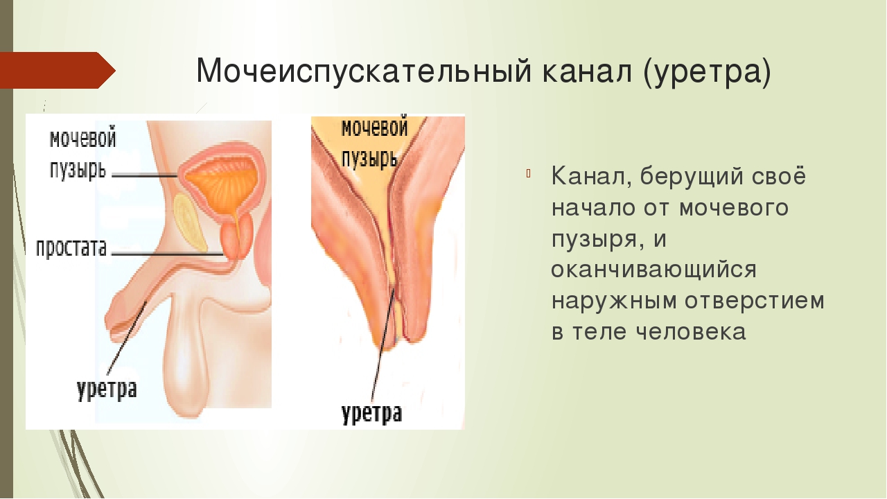 Где находится мочеиспускательный канал у женщин строение фото