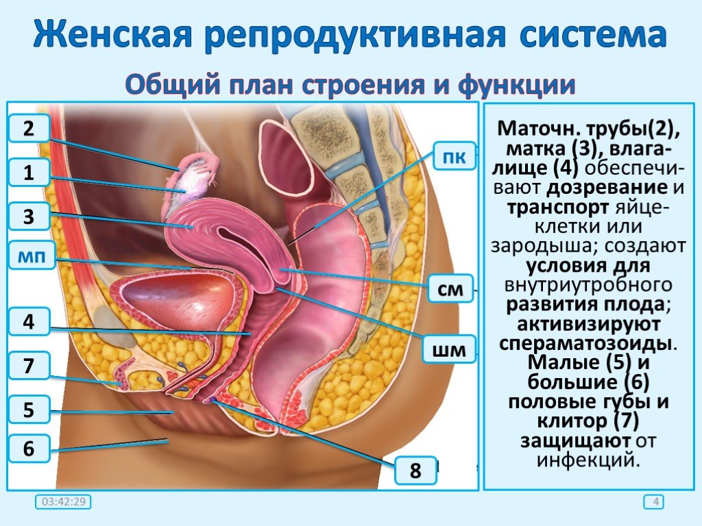 1 женская половая система. Схема строения репродуктивной системы. Строение женской репродуктивной системы анатомия. Схема строения женской половой системы. Женская репродуктивная система анатомия наружные.