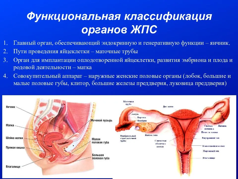 Строение женских органов картинки. Наружные женские половые органы. Анатомия женских половых органов. Схема половых органов женщины. Наружные женские половые органы анатомия.