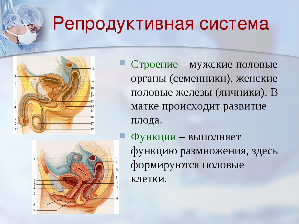 Строение женских половых органов внешнее строение рисунок анатомия и физиология органов