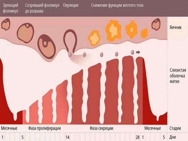 Почему месячные идут больше чем обычно. Коричневая кровь месячных. Выделения при овуляции. Нормальный цвет менструационного цикла.