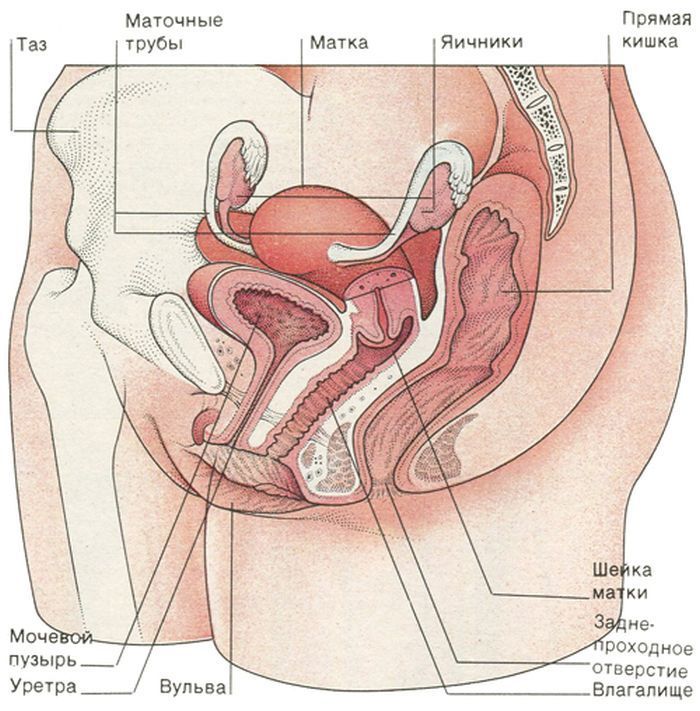 Анатомия человека в картинках половые органы