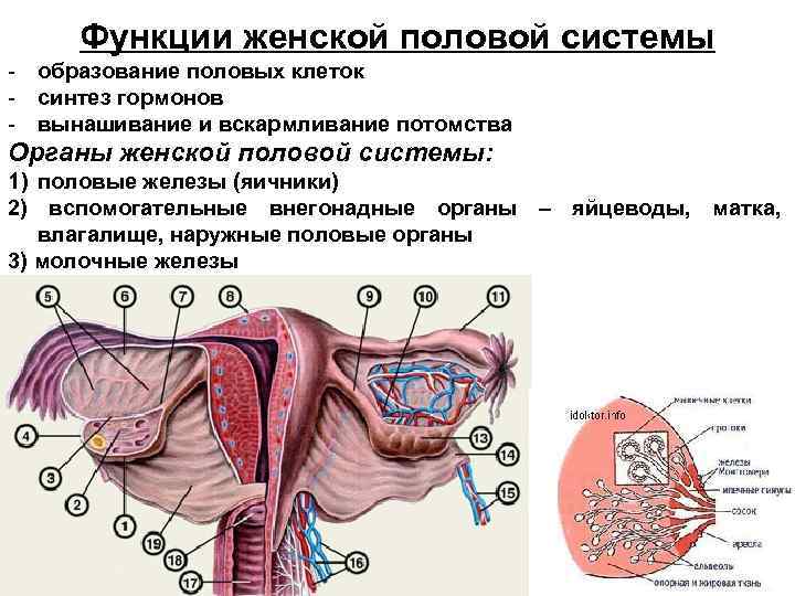 Железа женские органы. Наружные половые органы женщины функции. Наружные органы половой системы строение функции. Строение и функции женской половой системы. Наружные органы женской репродуктивной системы.