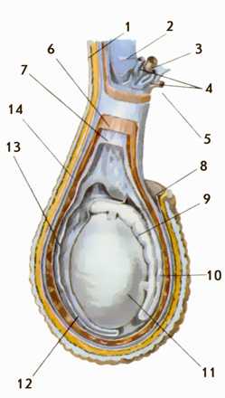 Сплетение яичка. Сагиттальный разрез яичка. Оболочки яичек у мужчин анатомия. Топография яичка анатомия. Строение левого яичка.