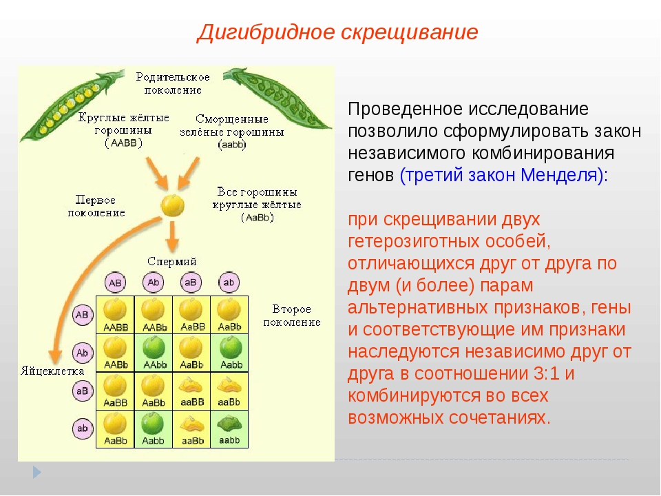 Презентация урока по генетике