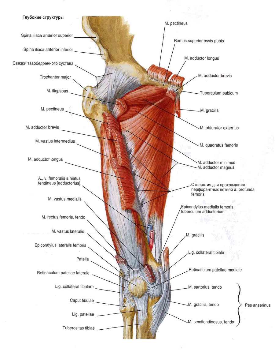 Анатомия мышцы бедра спереди