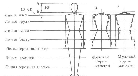 Манекен схема. Схема снятия мерок с мужской фигуры. Манекен чертеж. Схема пропорций фигуры человека. Чертеж манекена для одежды.